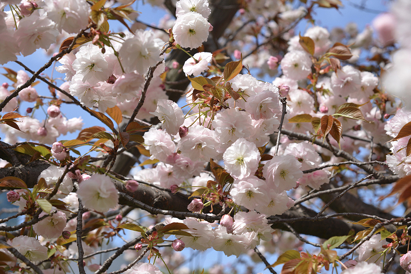 image0275