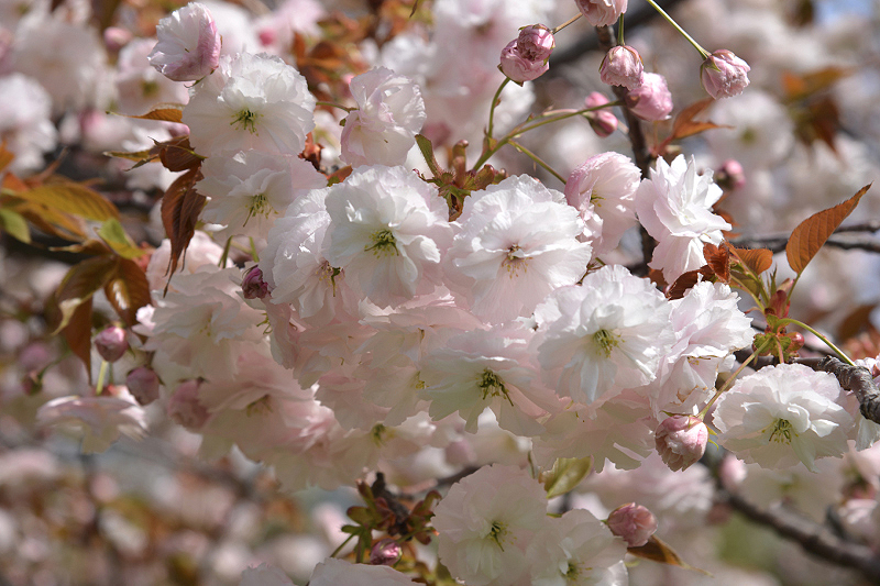 image0296