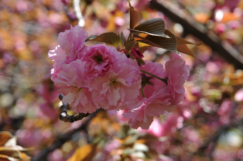 image0089