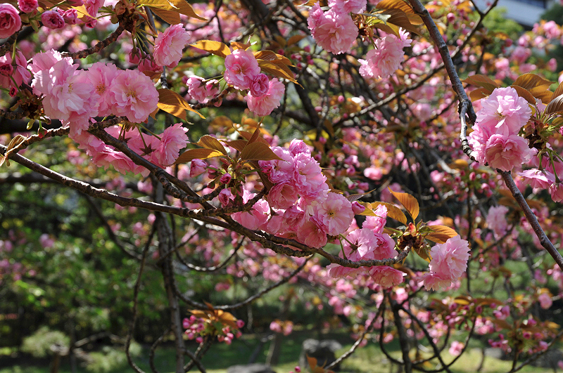 image0090