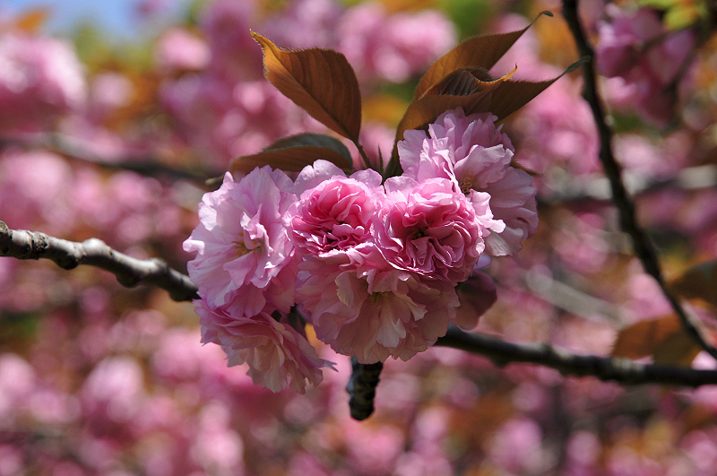 image0105