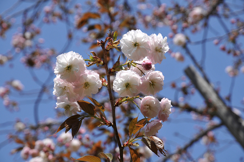 image0139