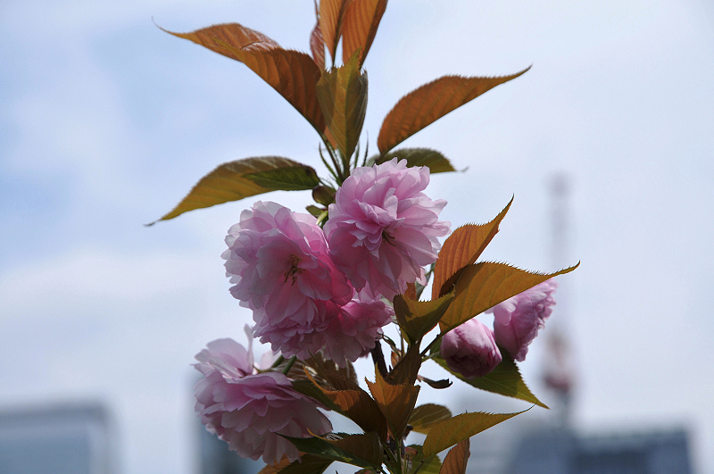 image0141