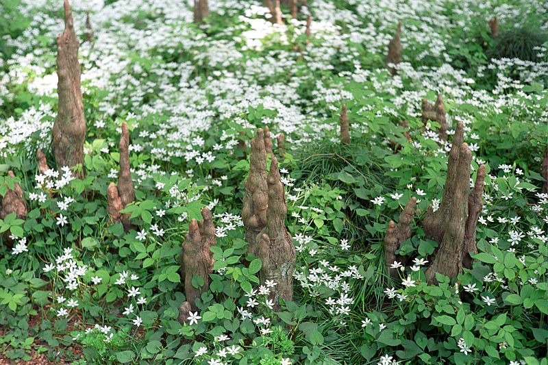 image0018