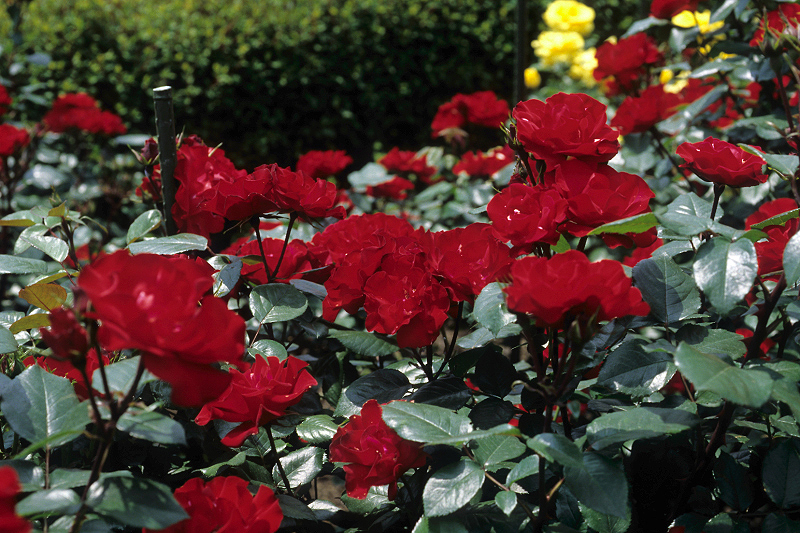 image0013