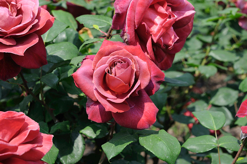 image0081