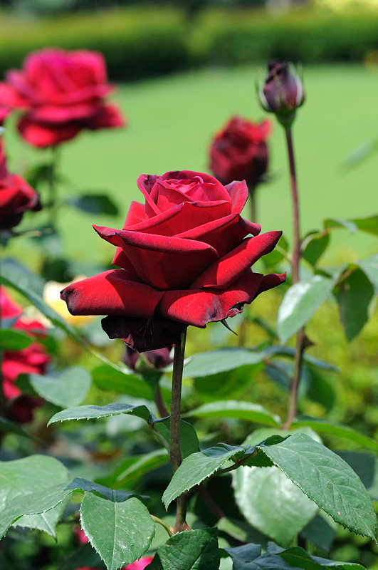 image0097