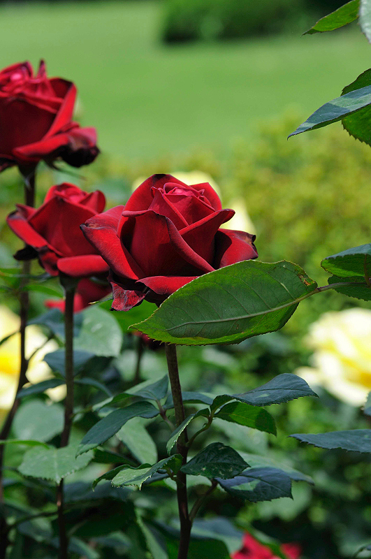 image0099