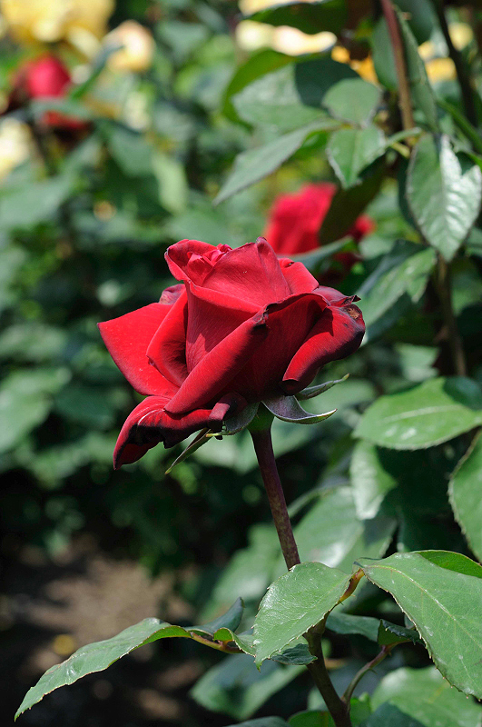 image0100