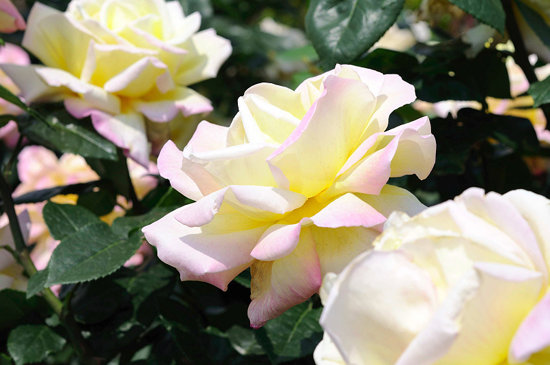 image0106