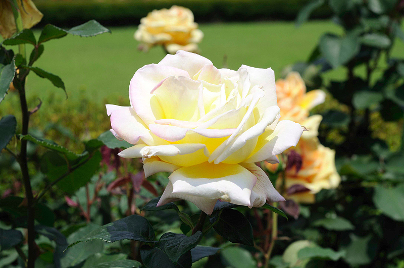 image0107