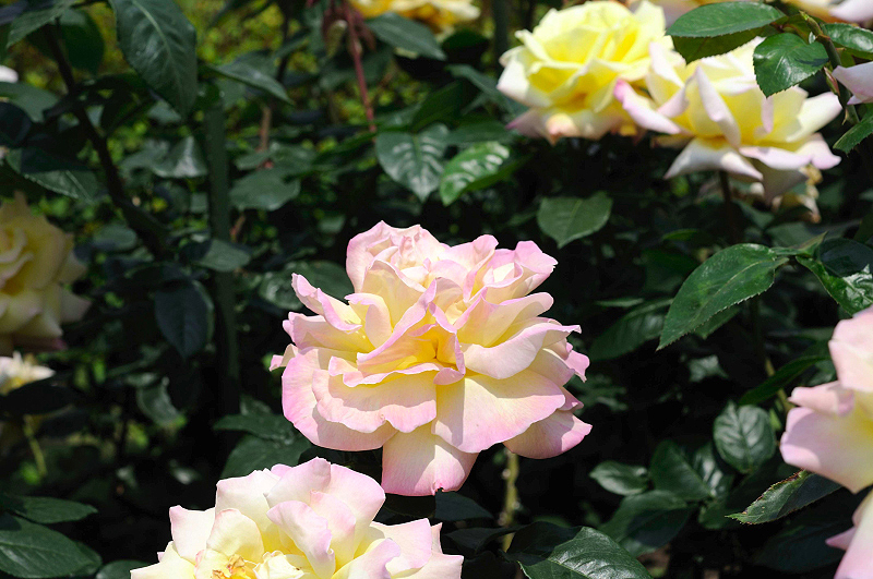 image0109