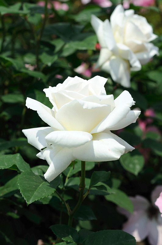 image0118
