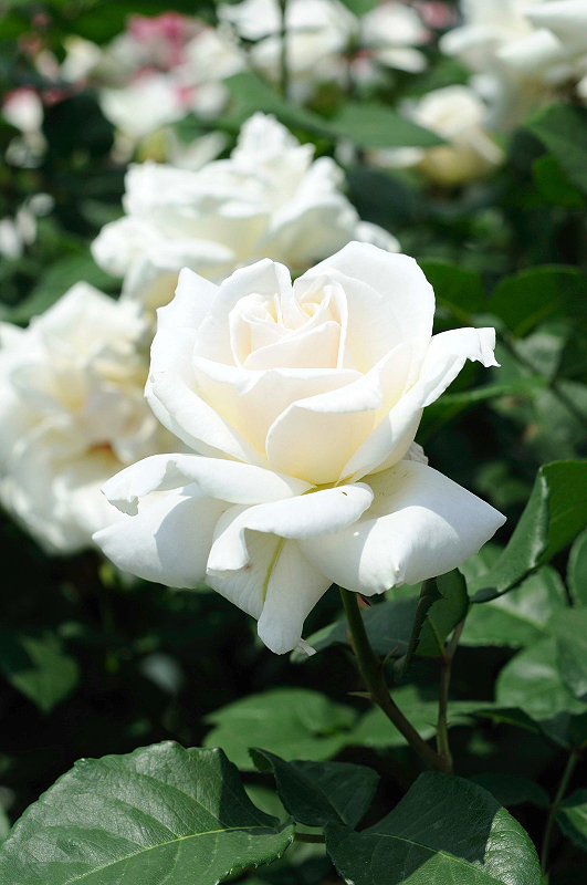 image0119