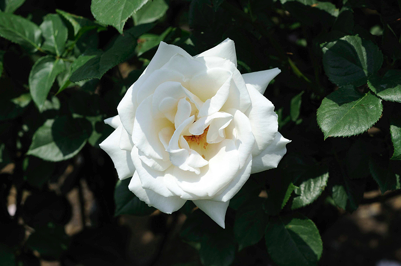 image0121