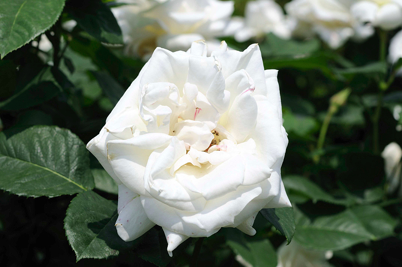 image0122