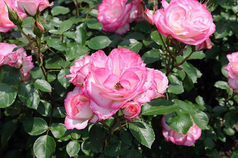 image0126