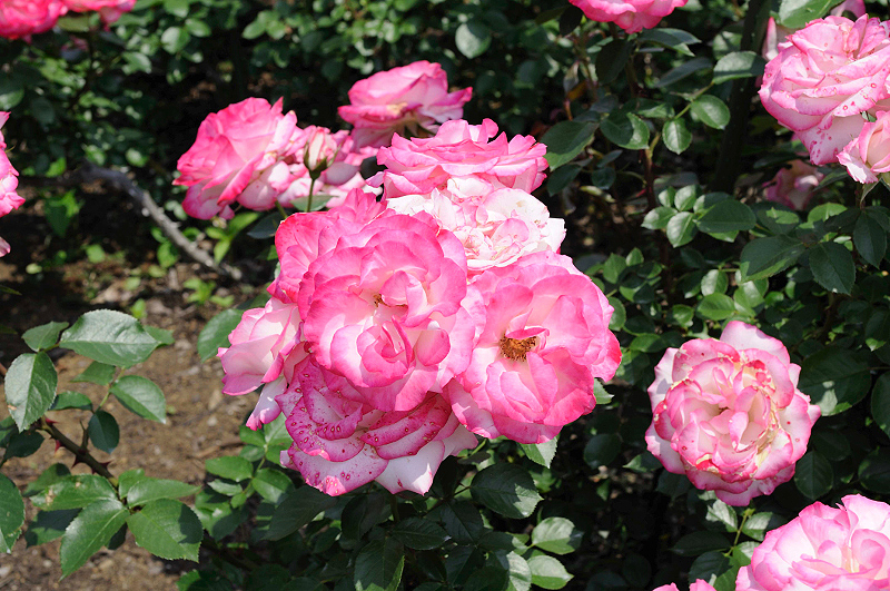 image0128