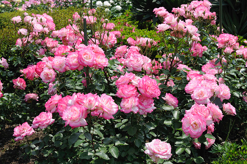 image0129