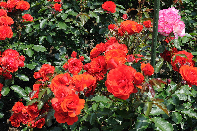 image0130