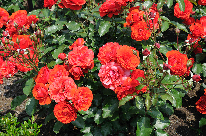 image0132