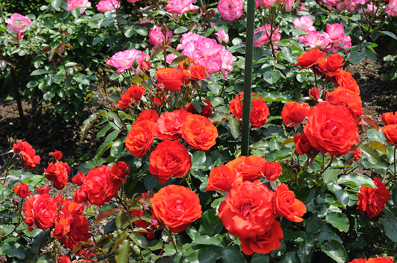 image0133