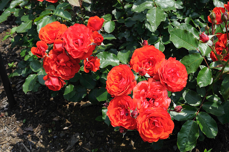 image0134