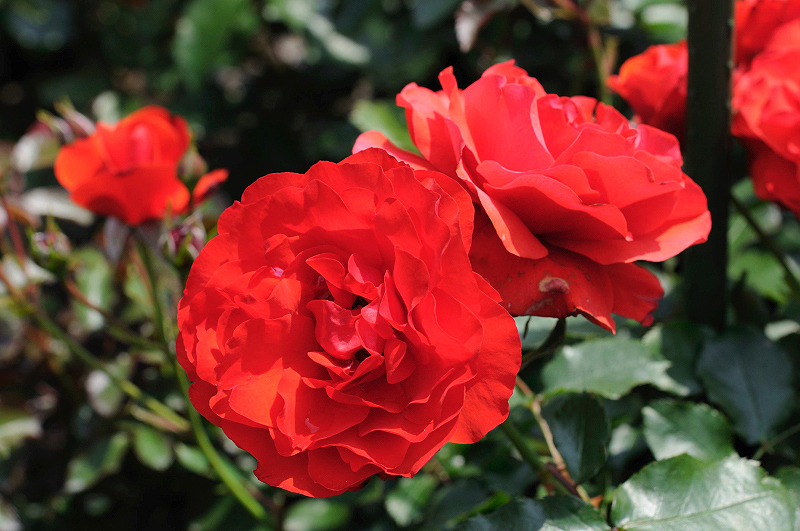 image0138