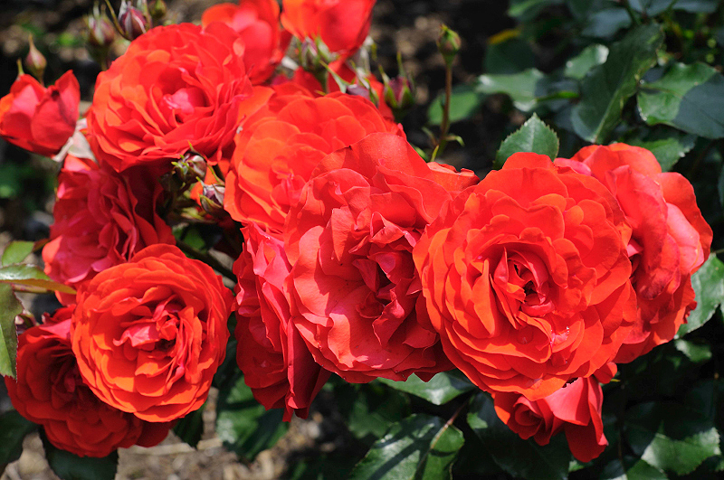 image0140