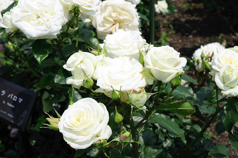 image0141