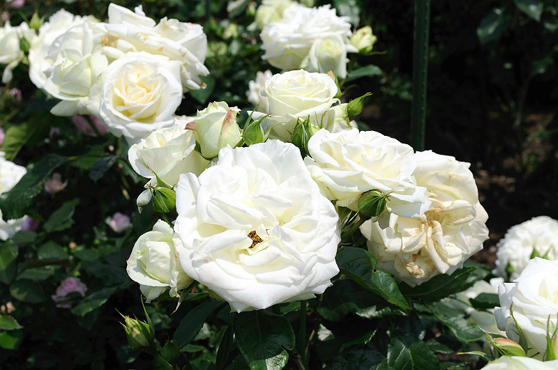 image0142