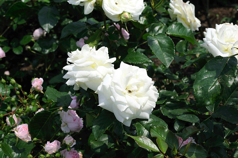 image0143