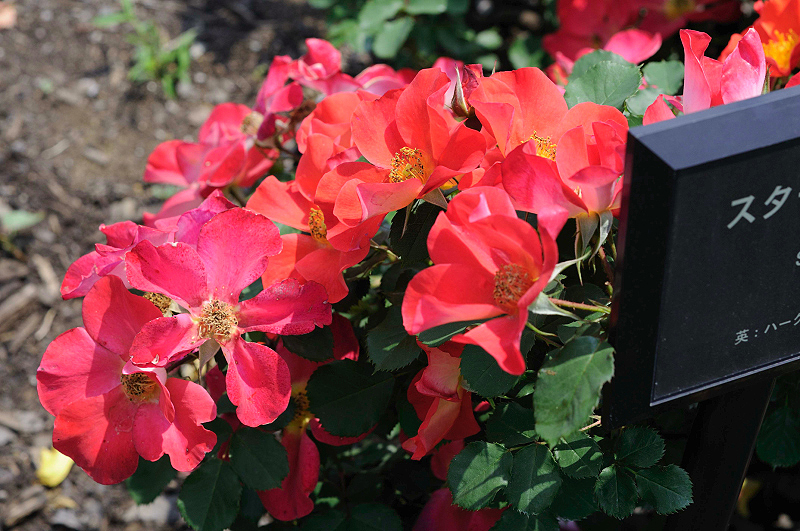 image0153