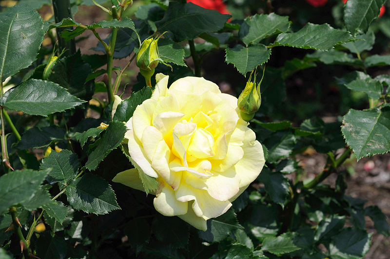 image0155