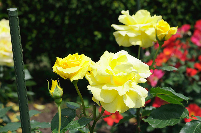 image0156