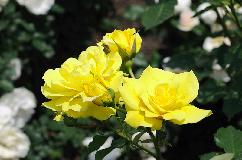 image0160