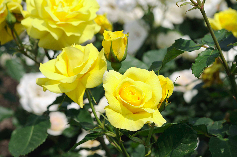 image0161
