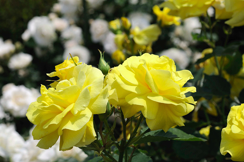image0162