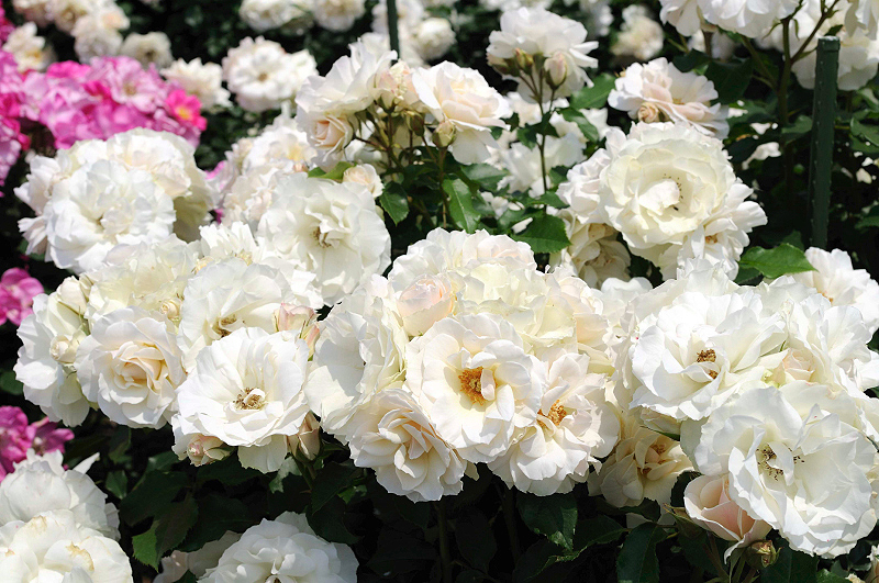 image0163