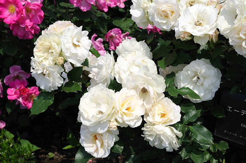 image0164