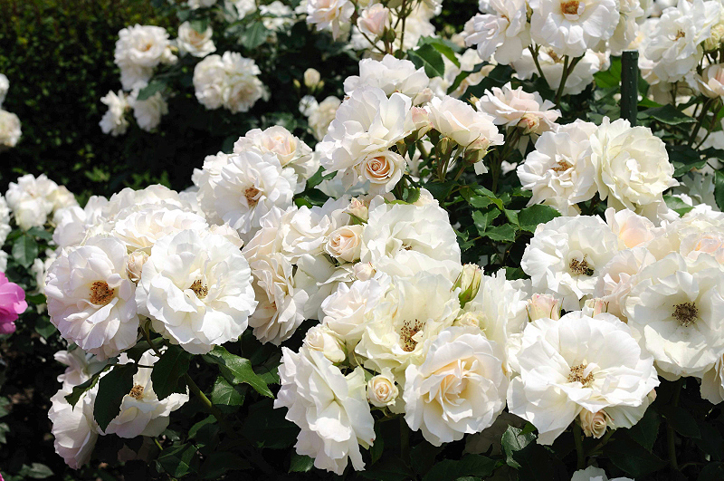 image0165