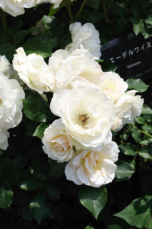 image0166