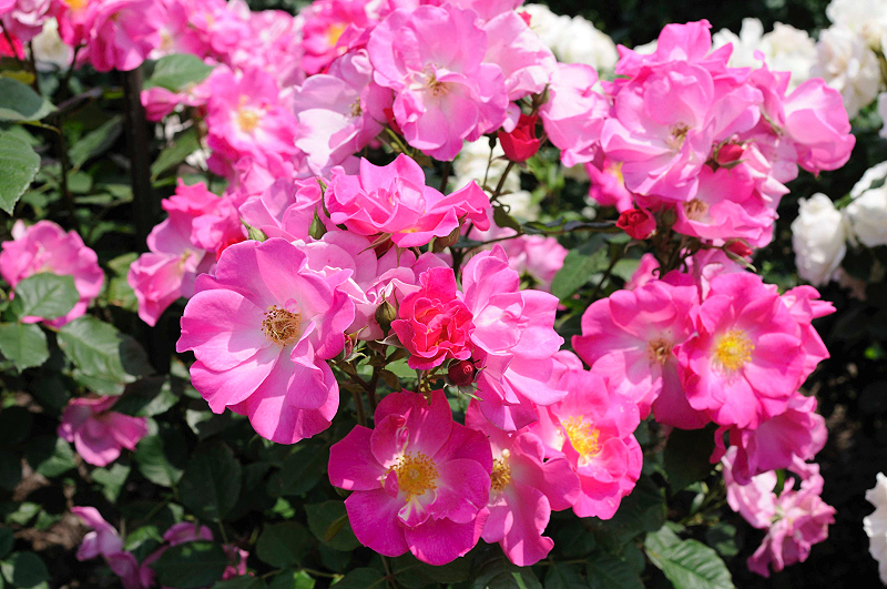 image0167