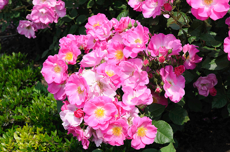 image0169
