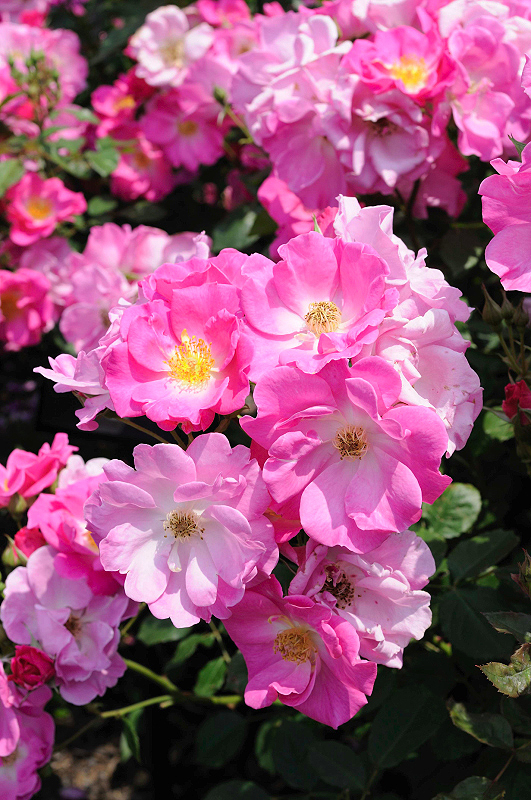 image0172