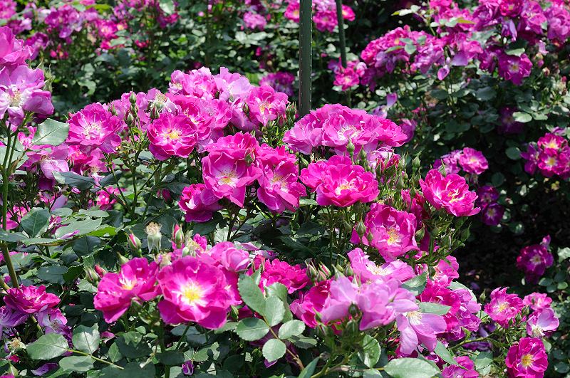 image0176