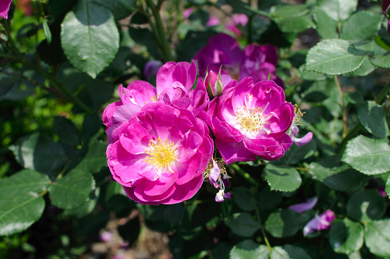 image0177