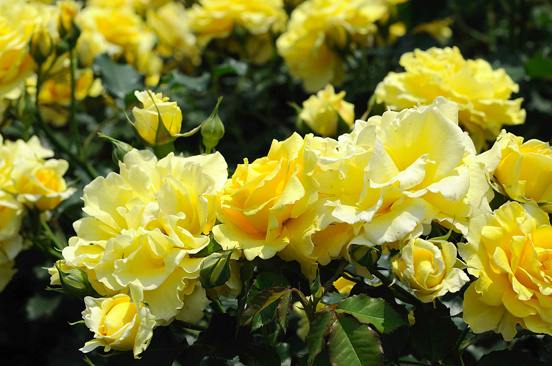 image0179