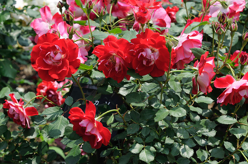 image0181