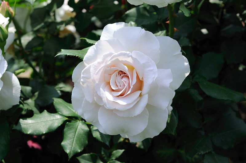 image0182